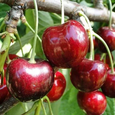 Черешня САШЕНЬКА в Одинцове