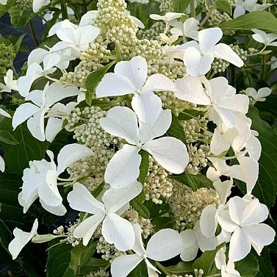 Гортензия ЛЕВАНА метельчатая  Гортензия ЛЕВАНА метельчатая в Одинцове