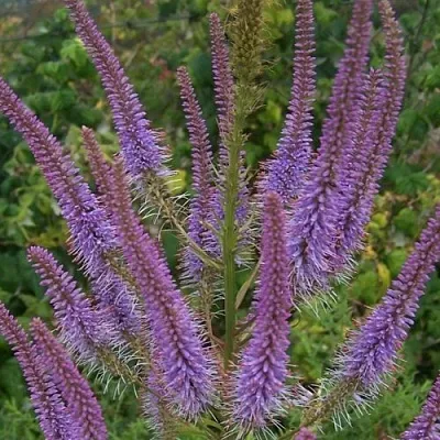 Вероникаструм ФАСЦИНЕЙШН  Вероникаструм ФАСЦИНЕЙШН в Одинцове