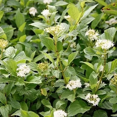 Дерен ФЛАВИРАМЕА отпрысковый  в Одинцове