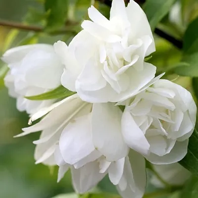 Жасмин МАНТО Д’ЭРМИН в Одинцове