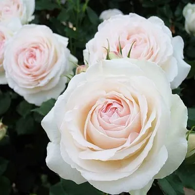 Саженцы роз ПАЛЕ РОЯЛЬ плетистая  Саженцы роз ПАЛЕ РОЯЛЬ плетистая в Одинцове