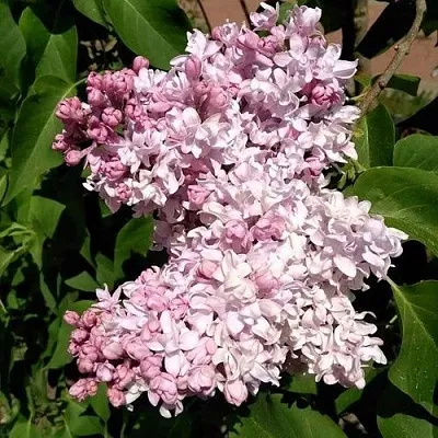 Сирень МИЛОСЕРДИЕ в Одинцове