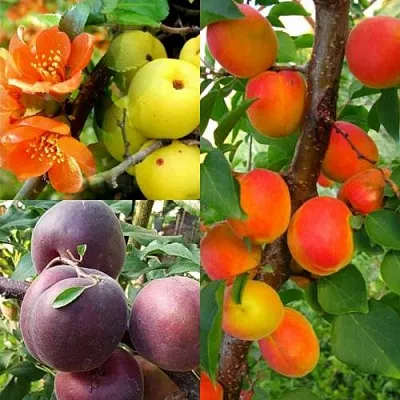 Комплект САД ДЛЯ ГУРМАНА в Одинцове