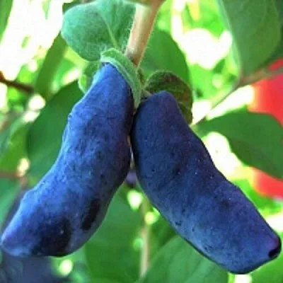 Жимолость съедобная БАКЧАРСКИЙ ВЕЛИКАН  Жимолость съедобная БАКЧАРСКИЙ ВЕЛИКАН в Одинцове