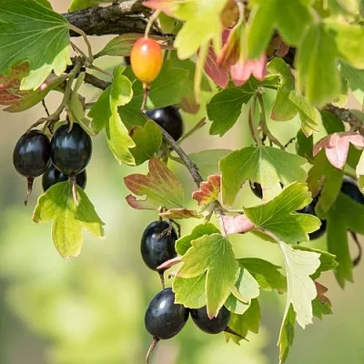 Смородина золотистая БЛЭЙКСТ  Смородина золотистая БЛЭЙКСТ в Одинцове