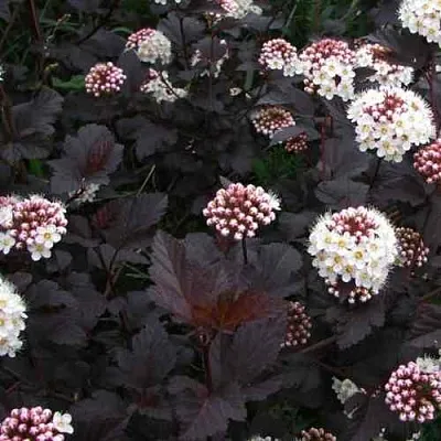 Пузыреплодник ДИАБЛО  Пузыреплодник ДИАБЛО в Одинцове