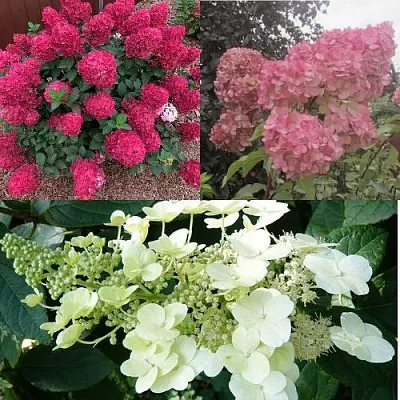 Комплект САД ЭМОЦИЙ в Одинцове