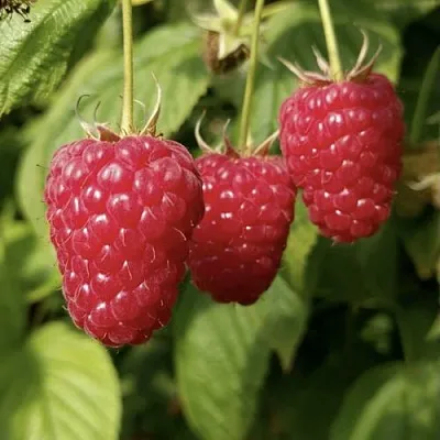 Малина МАПЕМА   Малина МАПЕМА  в Одинцове