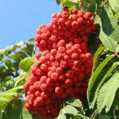 Рябина НЕВЕЖИНСКАЯ сладкоплодная в Одинцове