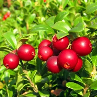 Брусника садовая РЕД ПЕРЛ  Брусника садовая РЕД ПЕРЛ в Одинцове