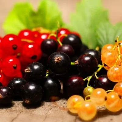 Комплект саженцев  Комплект саженцев в Одинцове