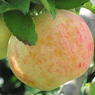 Яблоня ЛЕТНЕЕ СЛАДКОЕ  Яблоня ЛЕТНЕЕ СЛАДКОЕ в Одинцове