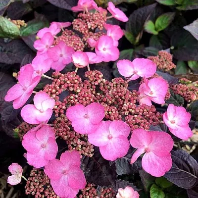 Гортензия ДАРЕДЕВИЛ пильчатая  Гортензия ДАРЕДЕВИЛ пильчатая в Одинцове