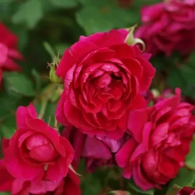 Саженцы роз КВАДРА плетистая  Саженцы роз КВАДРА плетистая в Одинцове