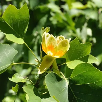 ЛИРИОДЕНДРОН тюльпанный  ЛИРИОДЕНДРОН тюльпанный в Одинцове