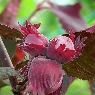 Фундук КАРДИНАЛ  Фундук КАРДИНАЛ в Одинцове