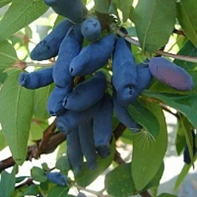 Жимолость съедобная ГОРДОСТЬ БАКЧАРА  Жимолость съедобная ГОРДОСТЬ БАКЧАРА в Одинцове