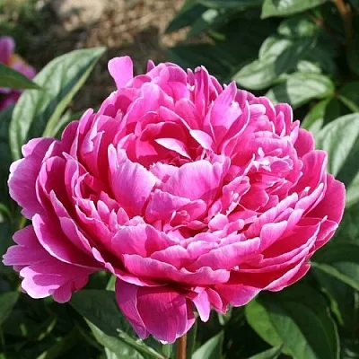 Пион СЕБАСТЬЯН МААС травянистый  Пион СЕБАСТЬЯН МААС травянистый в Одинцове