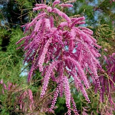 Тамарикс ПИНК КАСКАД  Тамарикс ПИНК КАСКАД в Одинцове