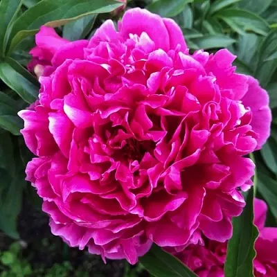 Пион КАРЛ РОЗЕНФЕЛЬД травянистый  Пион КАРЛ РОЗЕНФЕЛЬД травянистый в Одинцове