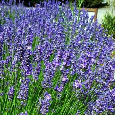 Лаванда ФЕНОМЕНАЛ узколистная  Лаванда ФЕНОМЕНАЛ узколистная в Одинцове