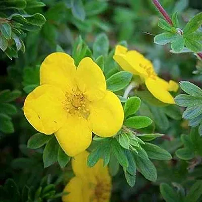 Лапчатка ГОЛДСТАР кустарниковая  Лапчатка ГОЛДСТАР кустарниковая в Одинцове