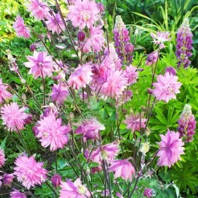 Аквилегия БАРЛОУ ПИНК гибрид МакКаны — описание сорта Аквилегия БАРЛОУ ПИНК гибрид МакКаны в Одинцове