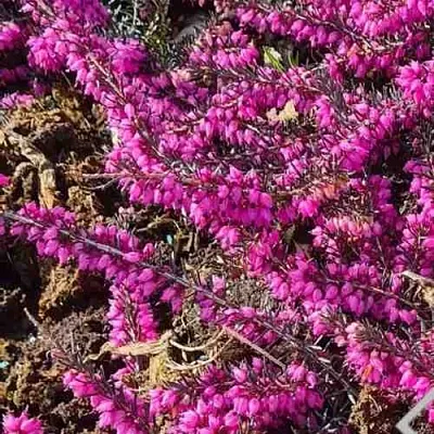 ЭРИКА "АЛЬПИЙСКИЙ ВЕРЕСК" (зимующая) сорт АТРОРУБРА  ЭРИКА "АЛЬПИЙСКИЙ ВЕРЕСК" (зимующая) сорт АТРОРУБРА в Одинцове