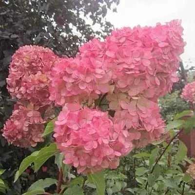 Гортензия АМАРИН метельчатая  Гортензия АМАРИН метельчатая в Одинцове