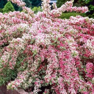 Вейгела САННИ ПРИНЦЕСС — описание сорта Вейгела САННИ ПРИНЦЕСС в Одинцове