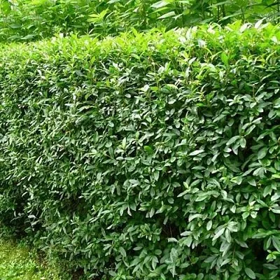 Бирючина обыкновенная  Бирючина обыкновенная в Одинцове