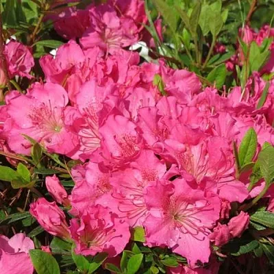 Азалия КИРСТИН японская  Азалия КИРСТИН японская в Одинцове