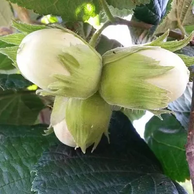 Фундук ЮННАТ  Фундук ЮННАТ в Одинцове