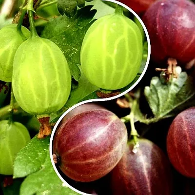 Комплект СКАЗКА в Одинцове