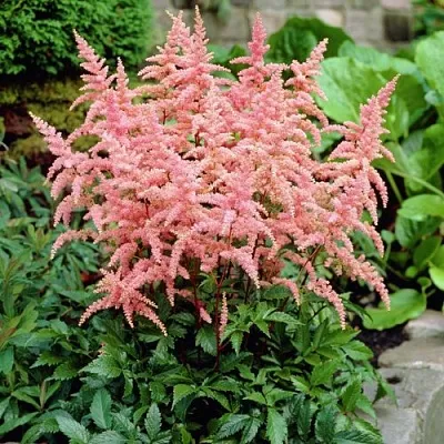 Астильба БРЕССИНГЕМ БЬЮТИ Арендса  Астильба БРЕССИНГЕМ БЬЮТИ Арендса в Одинцове