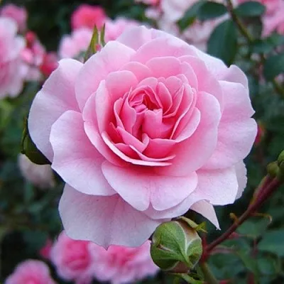 Саженцы роз БОНИКА флорибунда  Саженцы роз БОНИКА флорибунда в Одинцове