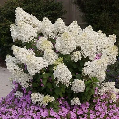 Гортензия БОБО метельчатая  Гортензия БОБО метельчатая в Одинцове