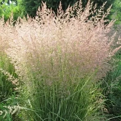 Вейник ОВЕРДАМ остроцветковый  Вейник ОВЕРДАМ остроцветковый в Одинцове