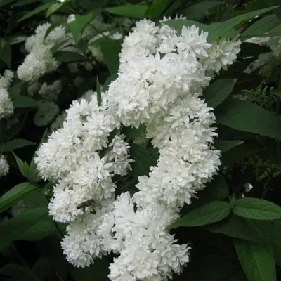 Дейция КАНДИДИССИМА шершавая в Одинцове