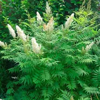 Рябинник рябинолистный СЭМ  Рябинник рябинолистный СЭМ в Одинцове