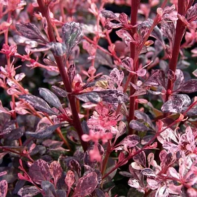 Барбарис АРЛЕКИН тунберга в Одинцове