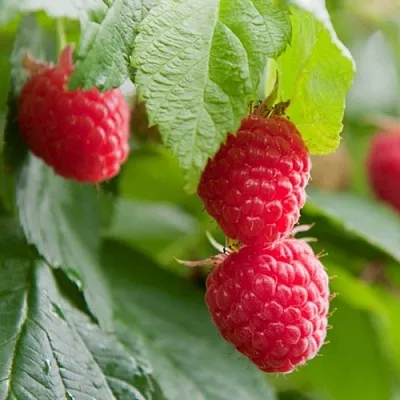 Малина МАРАВИЛЛА  Малина МАРАВИЛЛА в Одинцове