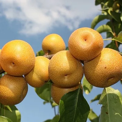 Груша азиатская  Груша азиатская в Одинцове