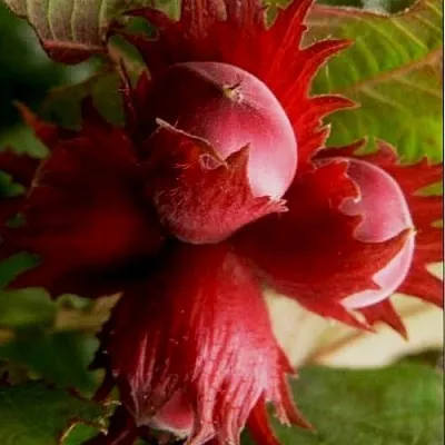 Фундук БАГРЯНЕЦ  Фундук БАГРЯНЕЦ в Одинцове