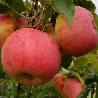 Яблоня БОЛОТОВСКОЕ  Яблоня БОЛОТОВСКОЕ в Одинцове