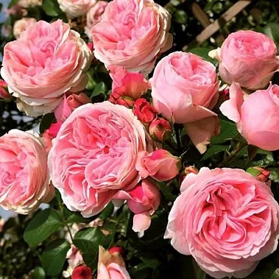 Саженцы роз ДЖАРДИНА плетистая  Саженцы роз ДЖАРДИНА плетистая в Одинцове