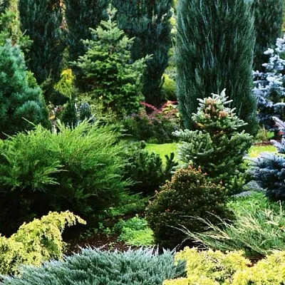 Хвойные растения  Хвойные растения в Одинцове