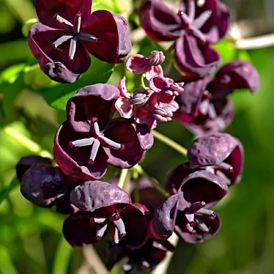 Акебия ПЯТЁРНАЯ   Акебия ПЯТЁРНАЯ  в Одинцове