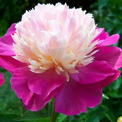 Пион ГЕЙ ПАРИ травянистый  Пион ГЕЙ ПАРИ травянистый в Одинцове